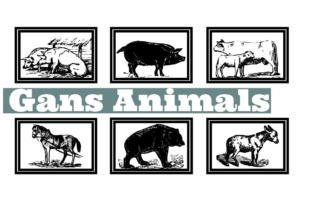 Gans Animals Font for Scroll-Stopping Visuals